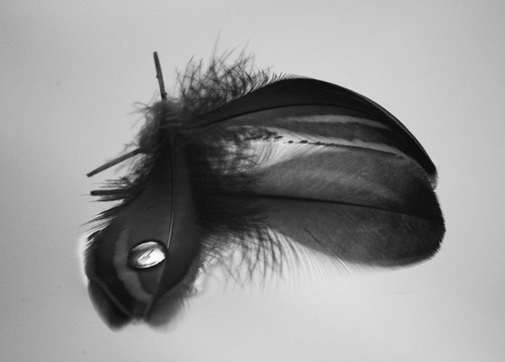 Two Feathers Floating