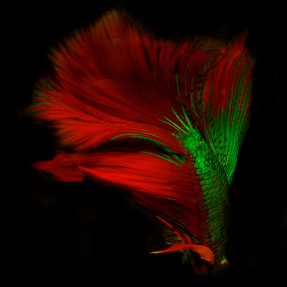 Surrealistic Photograph , Betta 33 By Michael Filonow, 26 X 26, Artwork For Sale On Artfinder