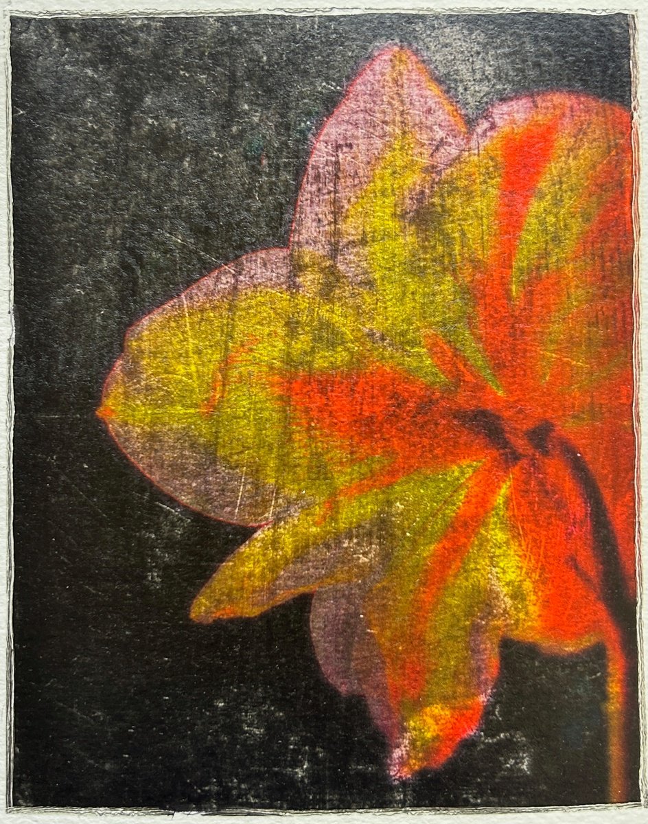 Expressive Botanical Photograph By Sarah Parsons, 8 X 9", Abstracted Amaryllis, Original Artwork