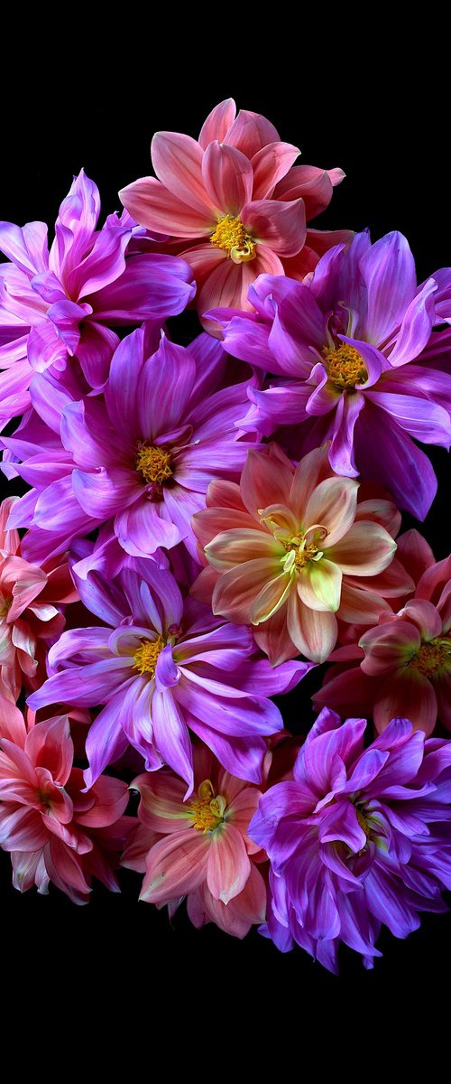 Pink and Peach Dahlias by Nadia Culph