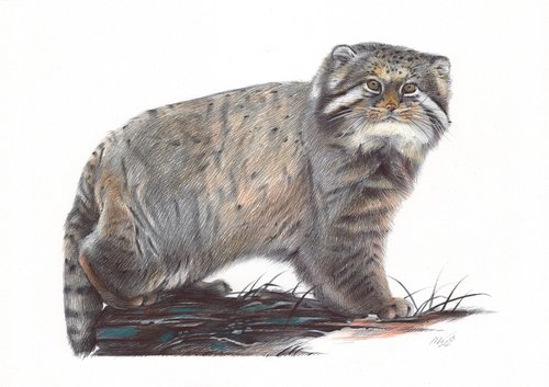 Pallas's Cat by Daria Maier
