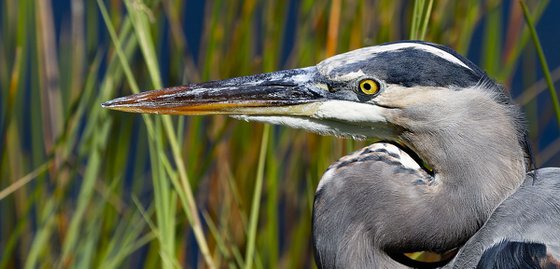 Birds - Great Grey Heron close up, The Everglades, Florida