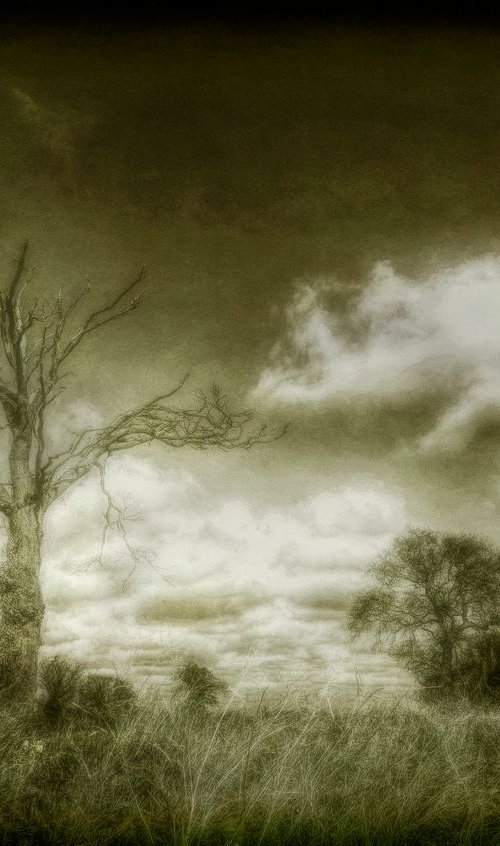 Weather Beaten Tree by Martin  Fry