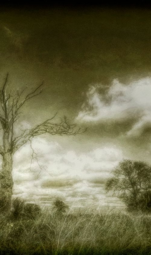 Weather Beaten Tree by Martin Fry