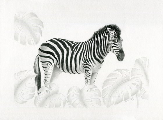 Zebra