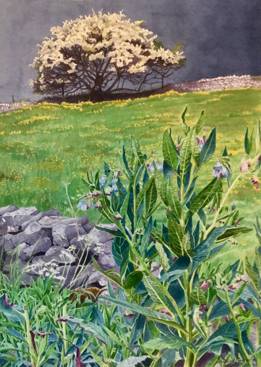 Comfrey and approaching Storm . Winster Derbyshire by Rosalind Forster