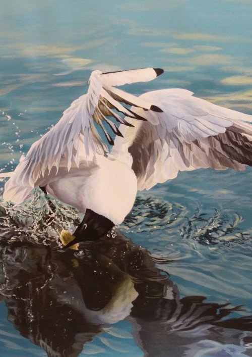 Black Headed Gull by Julian Wheat