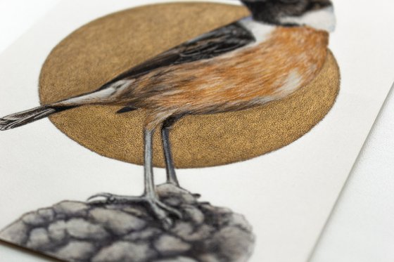 Original pastel drawing bird "European stonechat"