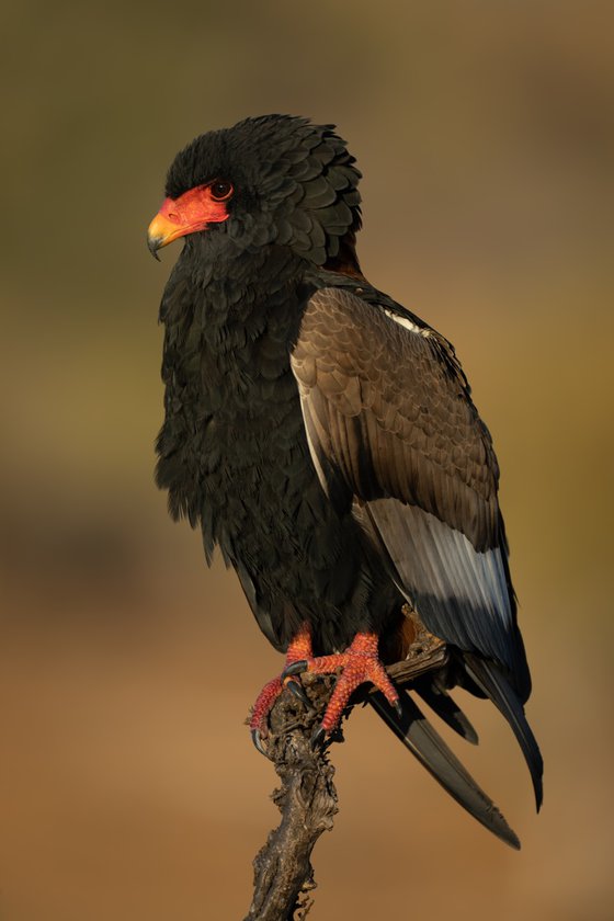 Bateleur Beauty