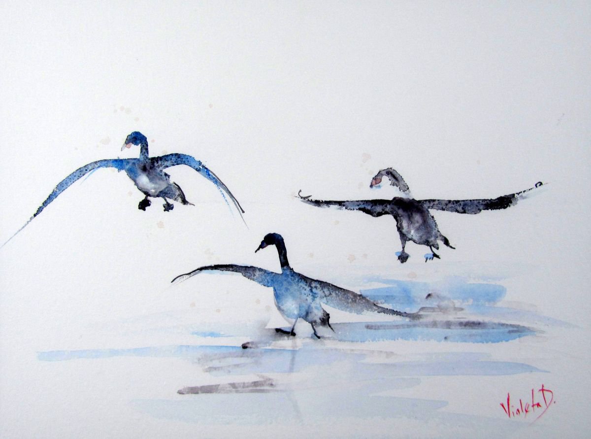 Swans landing by Violeta Damjanovic-Behrendt