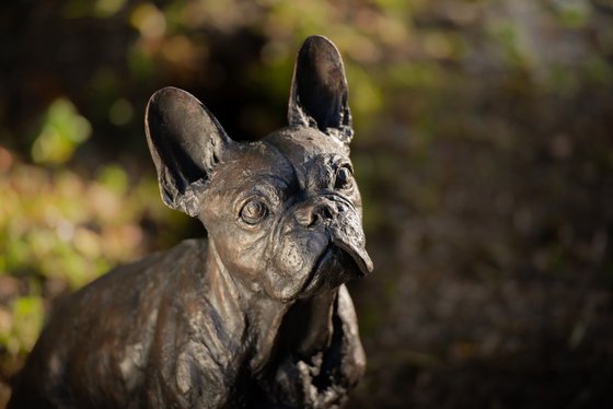 Sitting French Bulldog FB