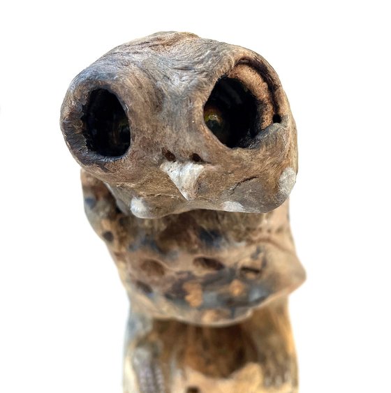 Little owl, Ostréïdes series