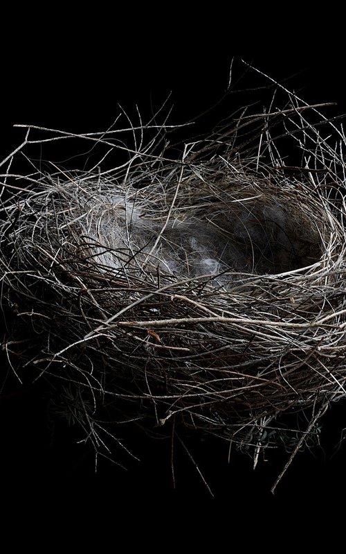 Bird's Nest by Nadia Culph