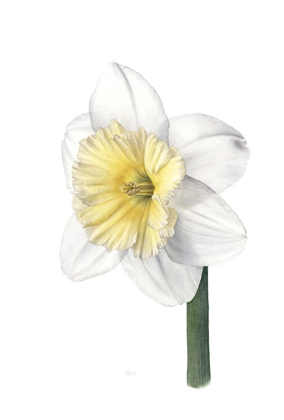 Daffodil, Front View