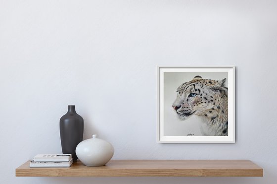 'Contemplation' - a Snow Leopard portrait