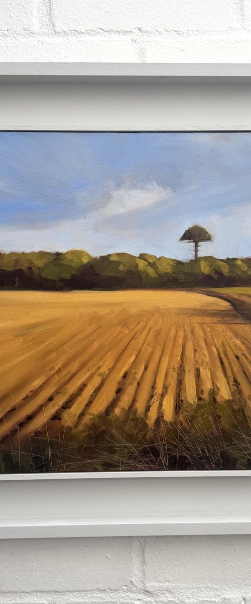 Ploughed Field with Umbrella Pine by Kirsten Elswood