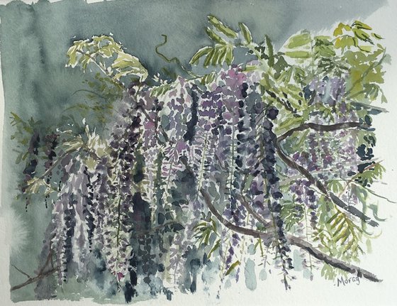 Wisteria