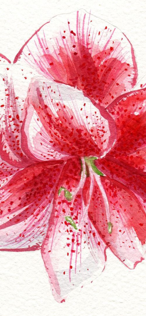 Amaryllis Watercolour Study by Hannah Clark