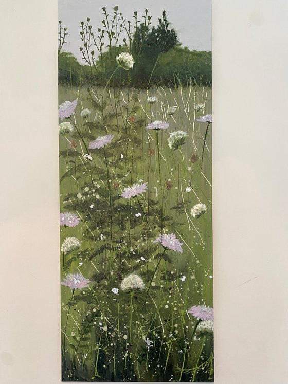 Wild Scabious Meadow