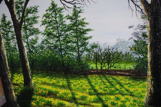 A field of Golden Daffodils