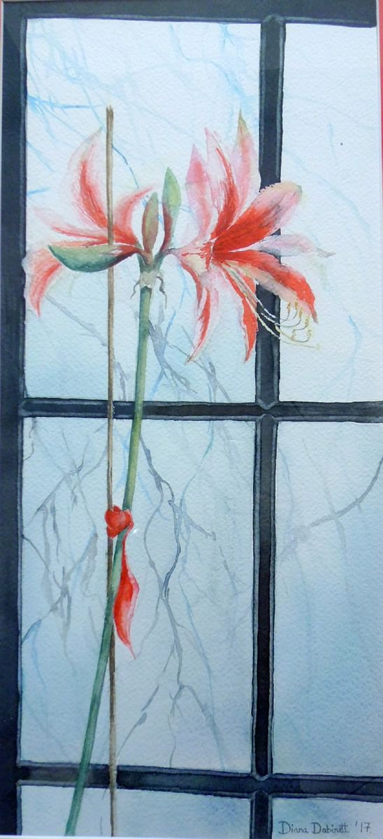 Amarylis in the Window by Diana Dabinett