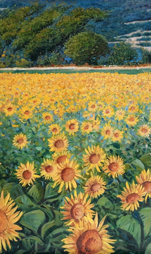 Field of sunflowers in Tuscany by Claudio Ciardi