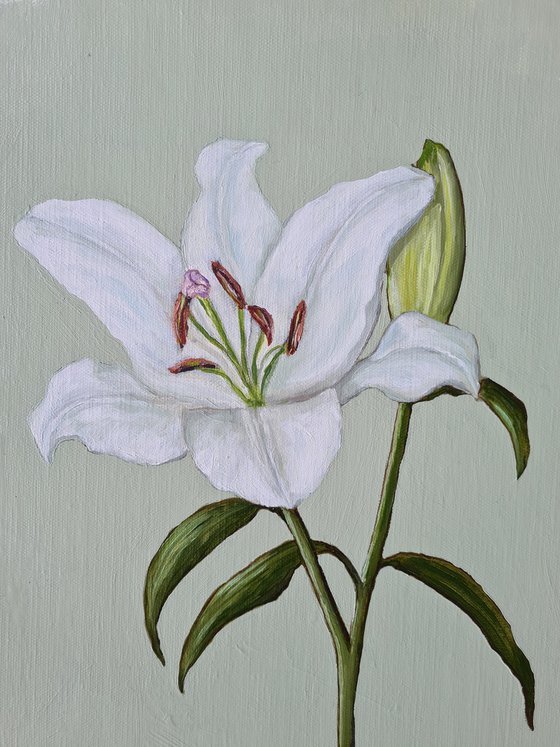 Oriental Lily Study 1