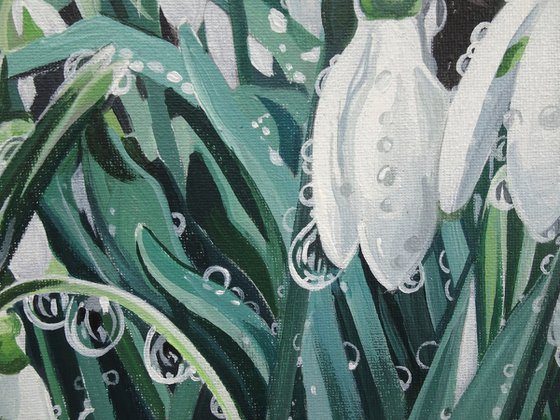Snowdrops And Droplets