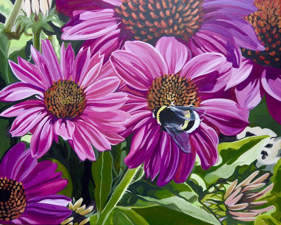 Echinacea And Bumble Bee