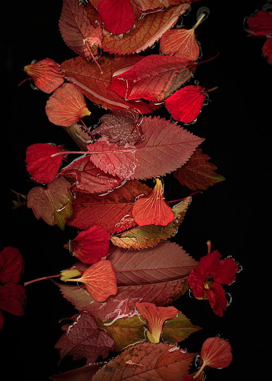 Autumn Leaves, An interplay of red and black