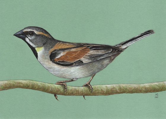 Original pastel drawing bird "Dead Sea Sparrow"