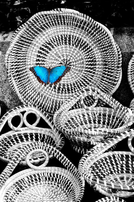 BLUE BUTTERFLY EFFECT Charleston SC