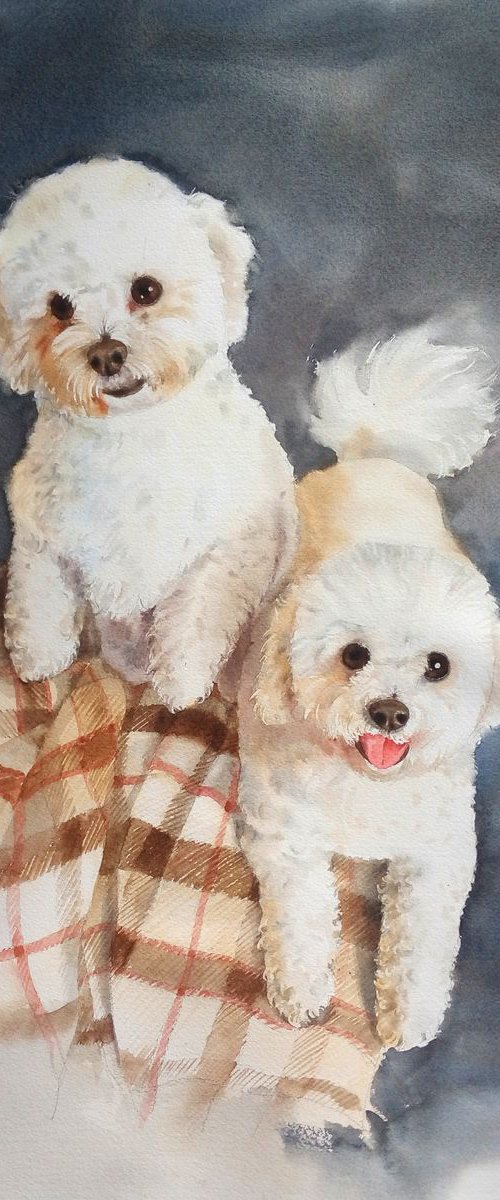 Two Bichons Frises - Dog - Dog by Olga Beliaeva Watercolour