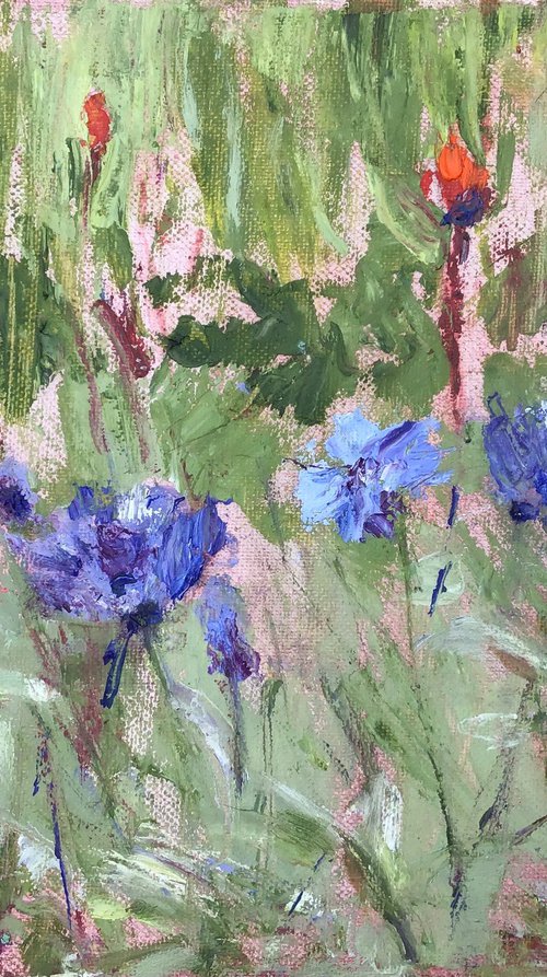Cornflowers Study 1 by Sandra Haney