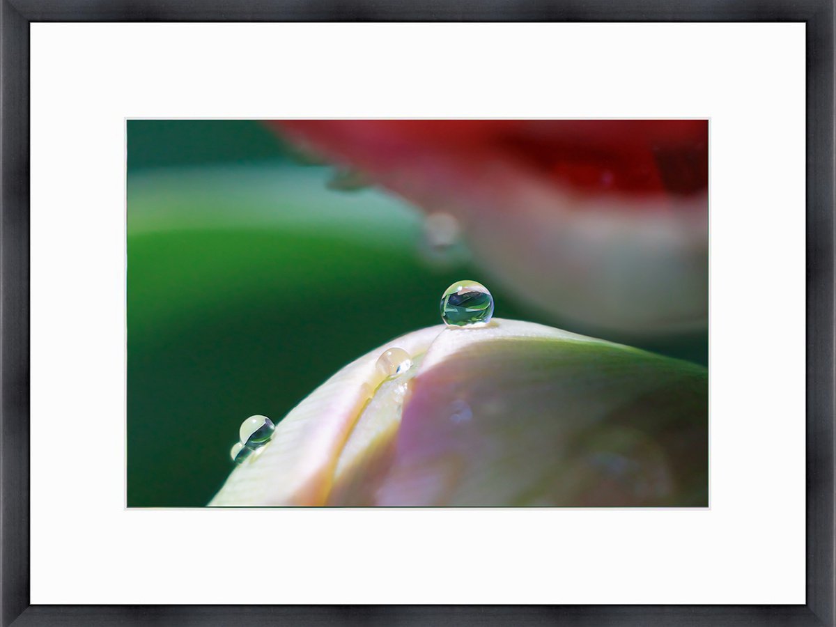 The Tenderness of the Tulip Soul - limited edition giclee print of art photo of a tulip, f... by Inna Etuvgi
