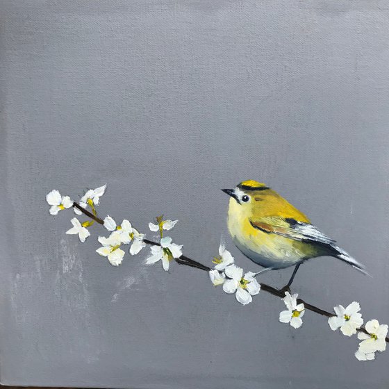 Goldcrest on Cherry Blossom