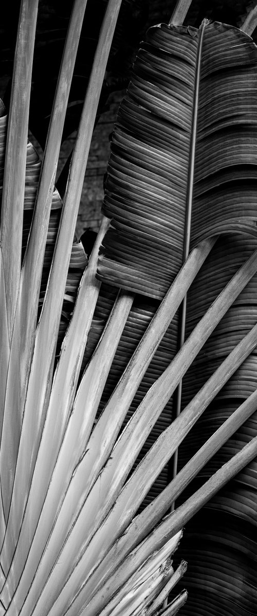 Radiant Frond by Brandon LeValley