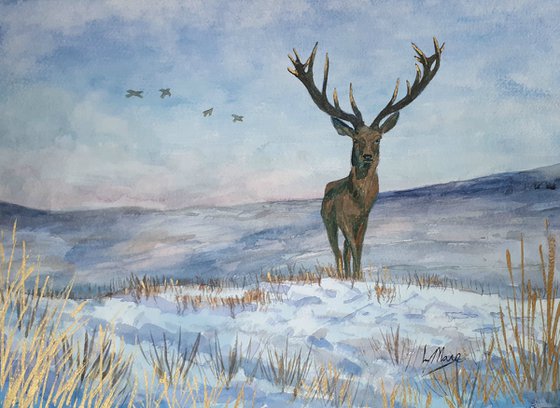 Highland Stag