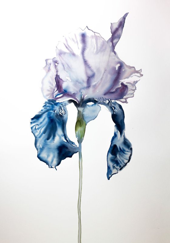 Iris No. 67