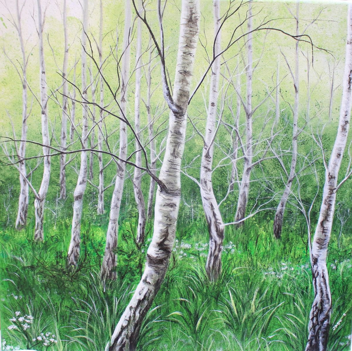 Tranquility - silver birch trees by Jadu Sheridan