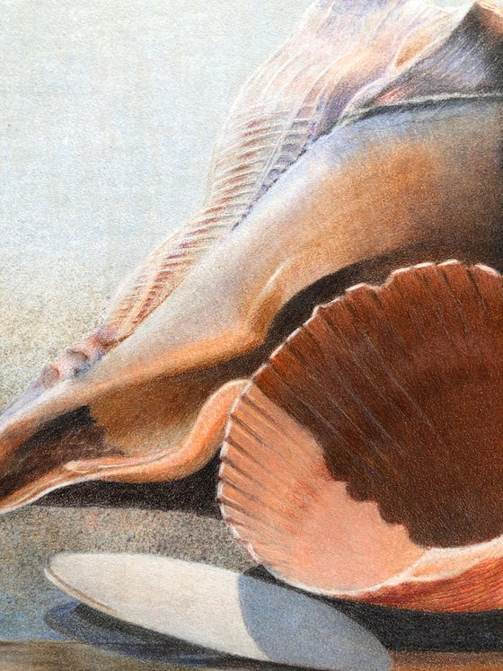 Seashells