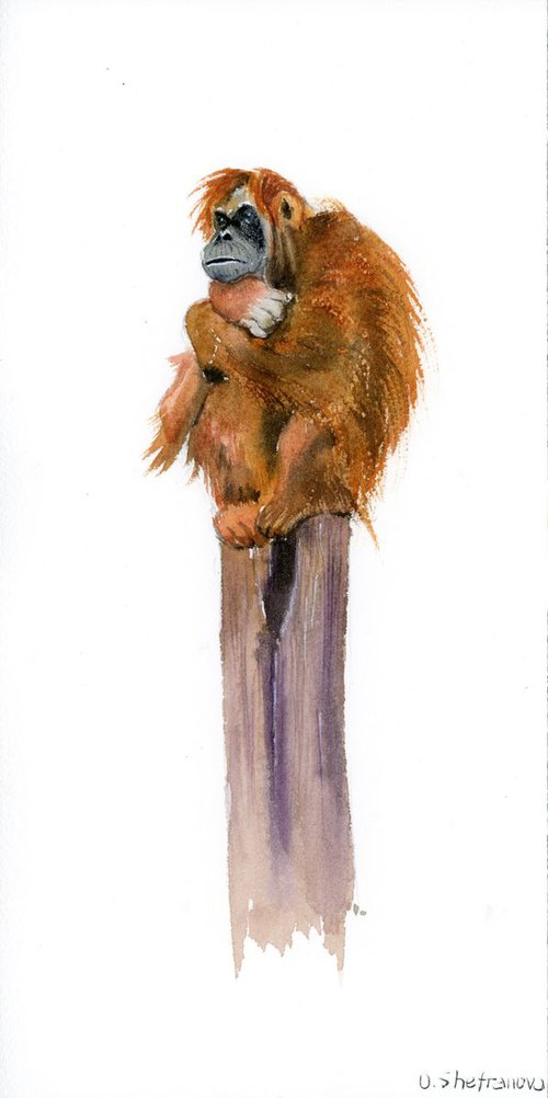 Thinking monkey by Olga Shefranov (Tchefranov)