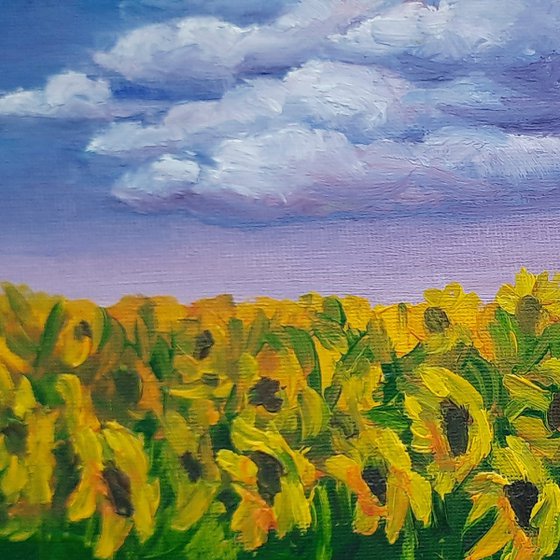 Sunflowers field