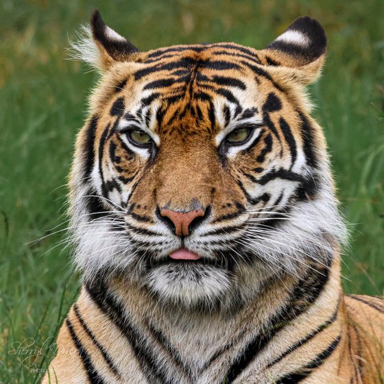 Untamed Gaze