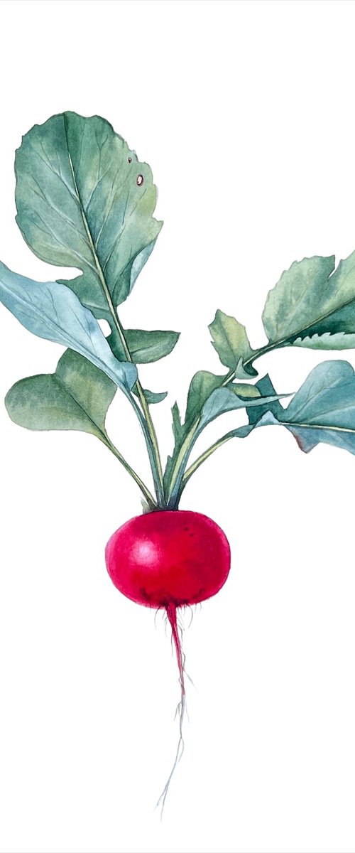 Radish. by Nataliia Kupchyk