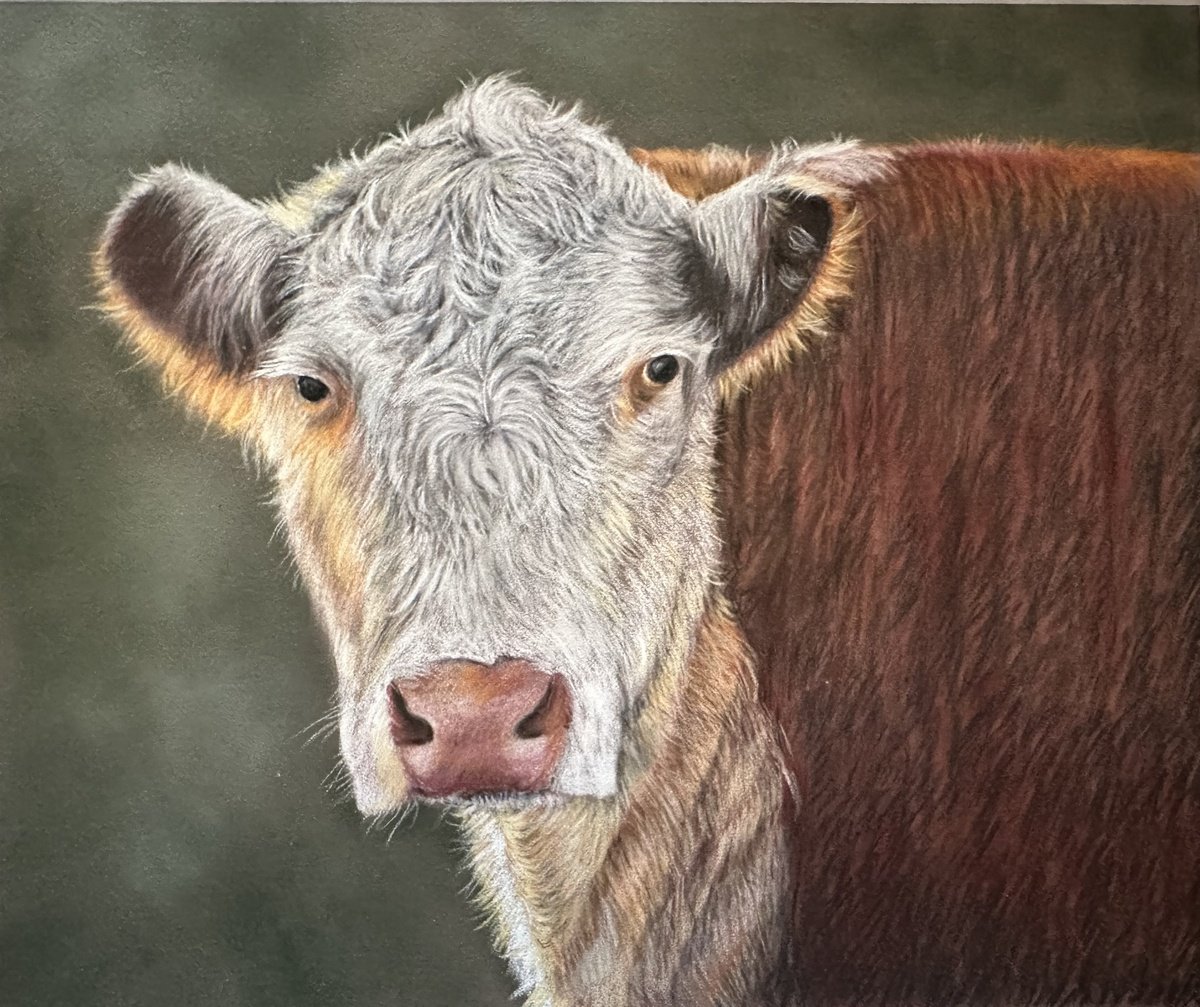 Hereford cow by Maxine Taylor