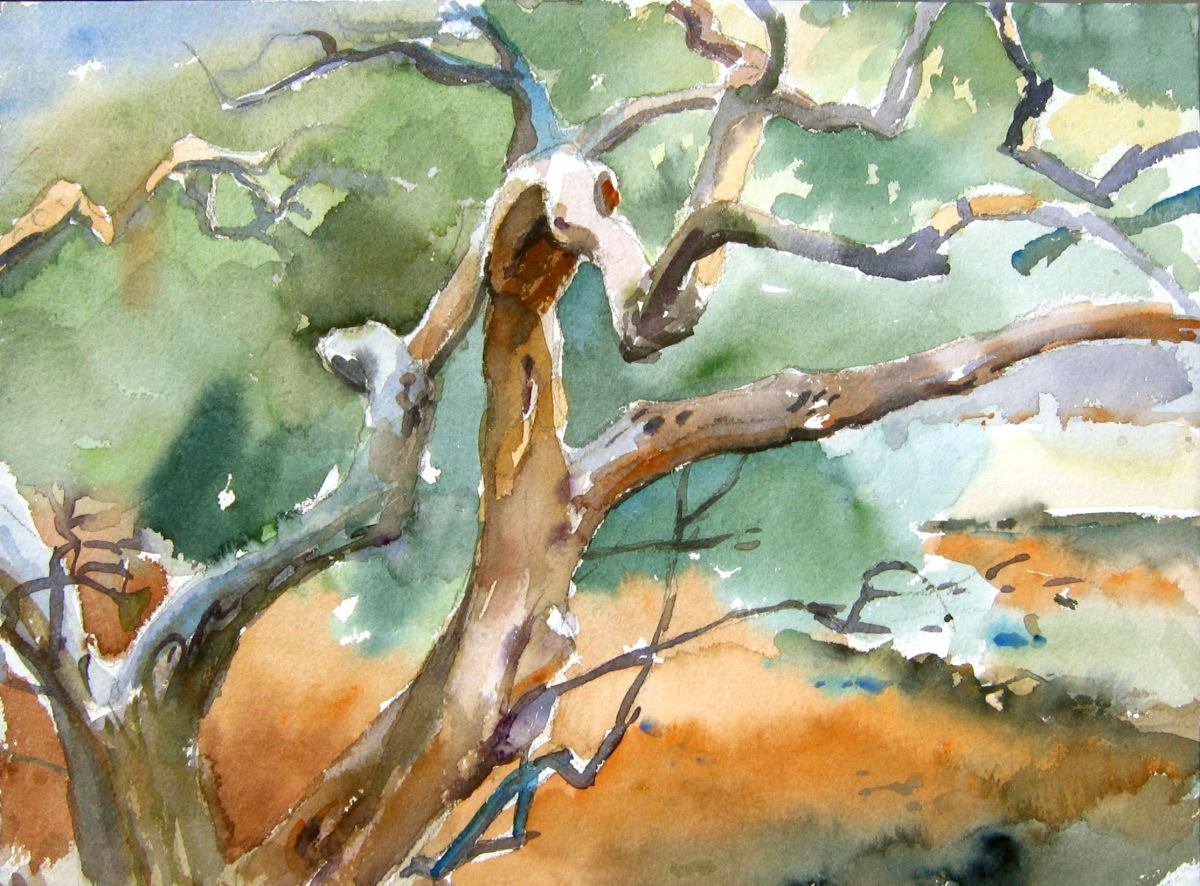 In the Olive  grove by Goran Zigolic Watercolors