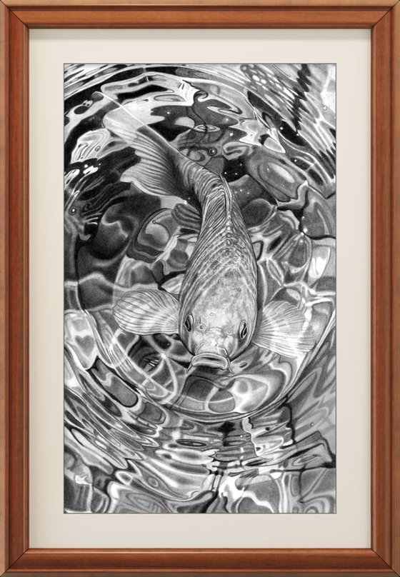 Koi Carp Pencil Drawing III