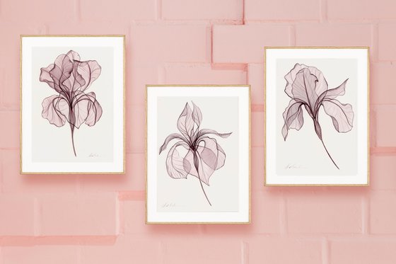 3 Irises