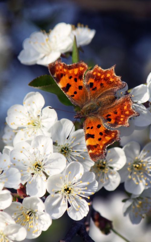 Butterfly on cherry blossom by Sonja  Čvorović